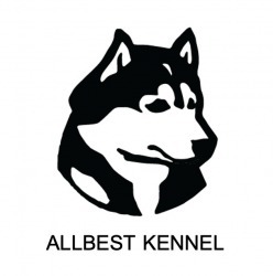 ฟาร์มสุนัข ไซบีเรียน ฮัสกี้ - Allbest Kennel